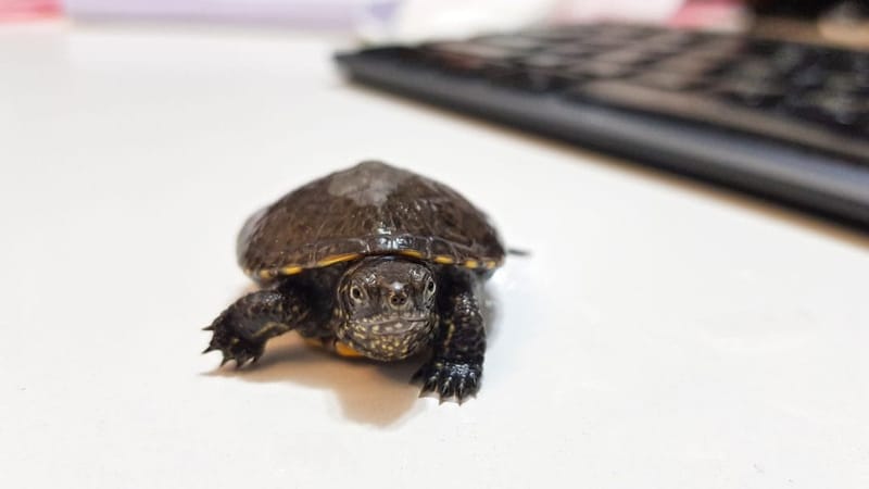 The Tortoise and The Hare: Quicker Response Times Without Sacrificing Quality